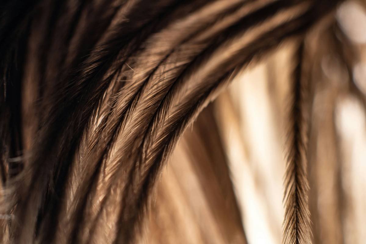 Infographic showing hair color levels 1-10 with ideal dark lowlight placements for Levels 4-7